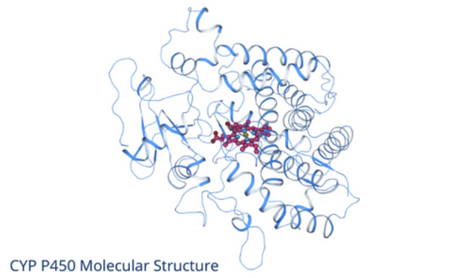 CYP P450 Molecular Structure